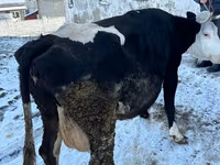 母牛, Cattle — 照片 1