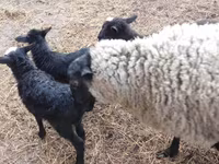 Koç, Precoce sheep — foto 6