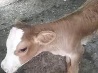 母牛, Swiss cattle — 照片 4