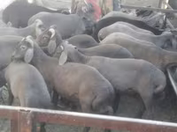 Koç, Arabi sheep — foto 1