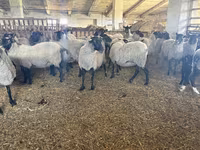 Schaf, Romanov sheep — Foto 2