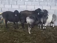 Schaf, Tian-Shan semifinewool sheep — Foto 6