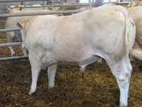 Bulle, Blonde d’Aquitane cattle — Foto 2