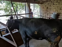 Vaca, Ganado vacuno — foto 4