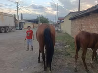 Kısrak, Thoroughbred horse — foto 3