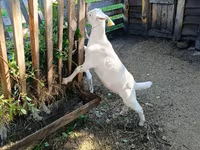 Ziegenbock, Saanen goat — Foto 3