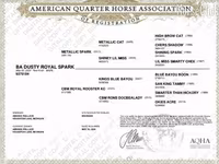 Kobyła, Quarter Horse — zdjęcie 4