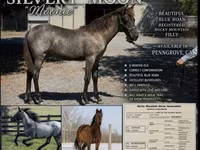 فرس, Rocky Mountain Horse — الصورة 1