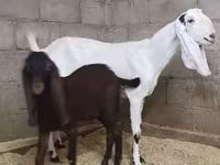 Ziege, Kamori goats — Foto 2