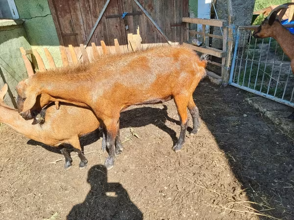 Cabro, Cabras