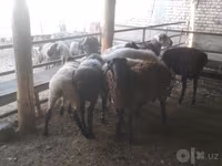 Koç, Arabi sheep — foto 5