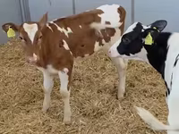 Cow, Cattle — photo 4