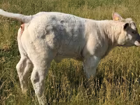 ثور, Charolais cattle — الصورة 7