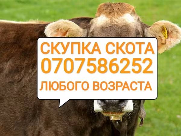 Говеда