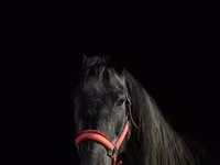 Yegua, American shetland pony — foto 4