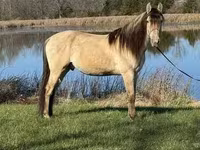 Hengst, Rocky Mountain Horse — Foto 3