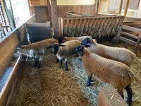 Schaf, Baerchuke sheep — Foto 3