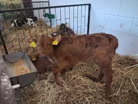 Bull, Cattle — photo 5