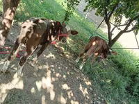 母牛, Red Estonian cattle — 照片 2