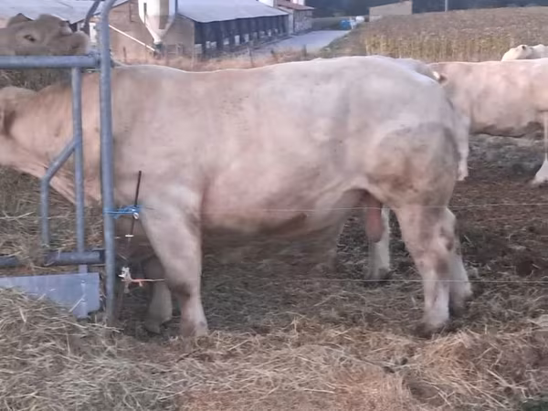 Byk, Charolais cattle