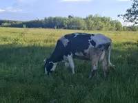 Vaca, Raza Holstein — foto 4