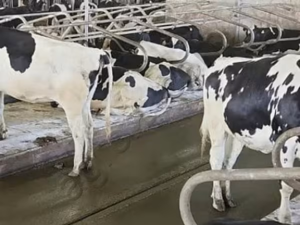 Holstein-Rasse