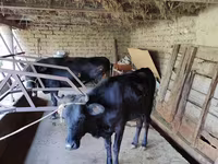Vaca, Ganado vacuno — foto 6