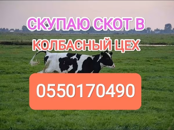 Holstein-Rasse