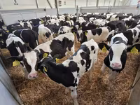Bulle, Holstein-Rasse — Foto 8