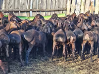 Koç, Hissar sheep — foto 3
