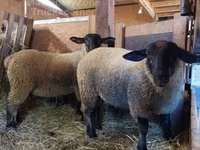 Schaf, Baerchuke sheep — Foto 2