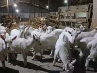 Ziege, Saanen goat — Foto 1