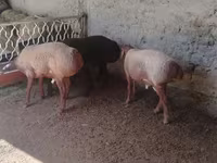 Widder, Arashan sheep — Foto 4