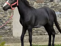 Aygır, Anglo-Arabian — foto 2