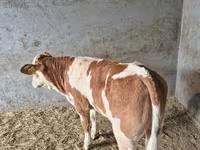 Bulle, Simmental cattle — Foto 3