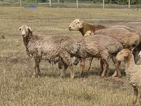 Baran, Hissar sheep — zdjęcie 7