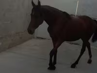 فرس, Anglo-Arabian — الصورة 5
