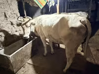 بقرة, Ukrainian Brown Dairy Cattle — الصورة 3