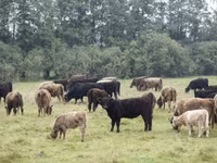 Bulle, Galloway-Rind — Foto 1
