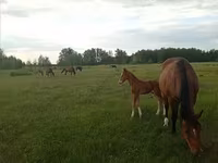 Yegua, American shetland pony — foto 8