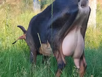 Ziege, Nubian Goat — Foto 1