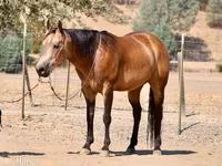 Koń, Quarter Horse — zdjęcie 2