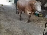 Bulle, Blonde d’Aquitane cattle — Foto 1