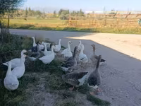 Geese — photo 4