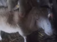 Widder, Assaf sheep — Foto 2