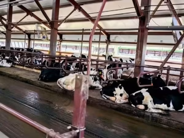 Kuh, Holstein-Rasse
