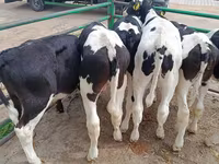 Boğa, Holstein ırkı — foto 6