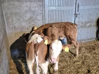 Bulle, Simmental cattle — Foto 4