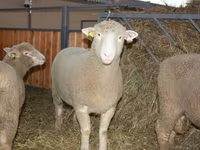 Baran, Dorset horn sheep — zdjęcie 1