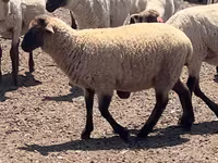 Koç, Hampshire sheep — foto 3